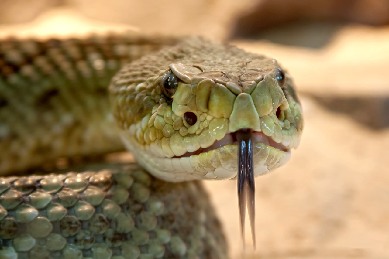 Unveiling the Secrets: Interesting Snake Facts