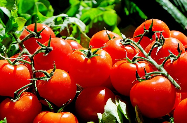 Farmers are discarding their tomato stock as prices drop to ₹2 per kilogram.
