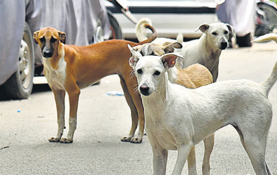 Street Dog from Varanasi, Raised by Dutch Owner, Prepares to Take Flight