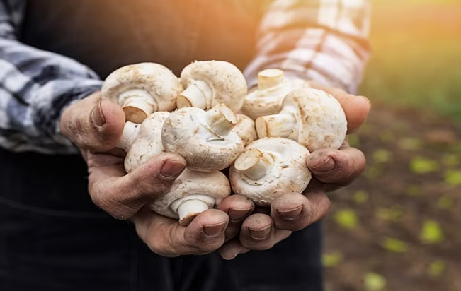 Study: Mushrooms show significant potential in combating various viral infections, including COVID, due to their high antioxidant levels.