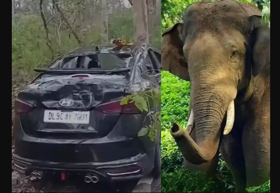 Tourists from Delhi Survive Elephant Herd Attack on Car, Narrowly Escaping a Difficult Situation